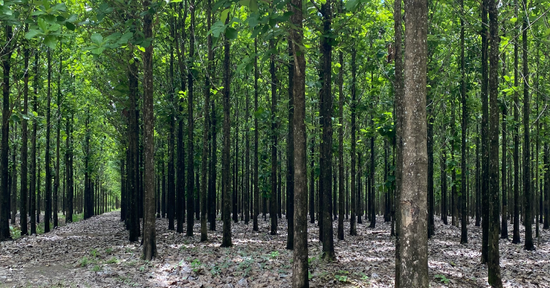 novoindikon branding